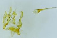 Bryotropha domestica