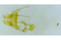 Symmoca signatella