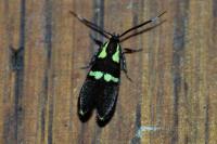 Dasycera oliviella