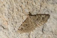 Alucita hexadactyla