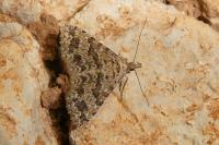 Alucita cymatodactyla