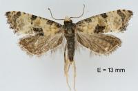Brevicornutia pallidana