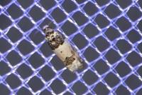 Epinotia thapsiana