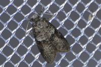 Penestoglossa dardoinella