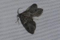 Penestoglossa dardoinella