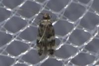 Apatema proteroclina