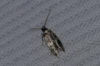 Apatema proteroclina