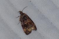 Endothenia gr. gentianaeana