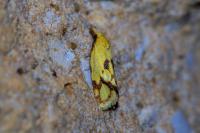 Agapeta hamana