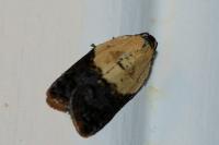 Acleris variegana