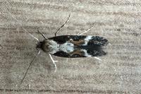 Mompha divisella