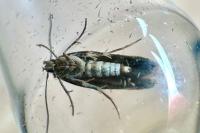 Mompha divisella