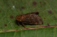 Phymatopus hecta