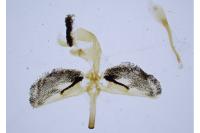 Bembecia ichneumoniformis