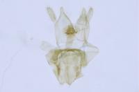 Nemapogon koenigi