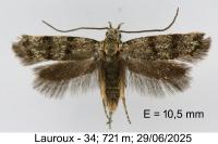 Symmoca orphnella
