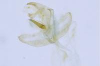 Batia lunaris