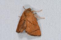 Apoda limacodes
