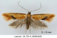 Batia lambdella