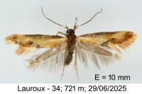 Batia lunaris