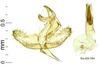 Batia lunaris