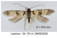 Goidanichiana jourdheuillella