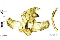 Goidanichiana jourdheuillella