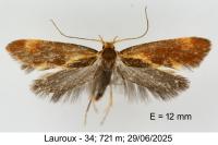 Metalampra italica