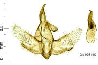Metalampra italica