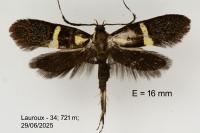 Dasycera oliviella