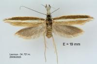Pleurota aristella