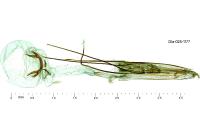 Pleurota aristella