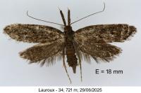 Aplota palpella