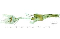 Aplota palpella