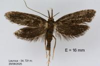 Aplota palpella