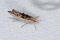 Ypsolopha scabrella