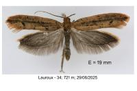 Ypsolopha ustella