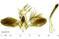 Ypsolopha ustella
