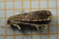 Grapholita janthinana