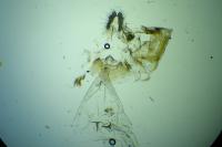 Grapholita janthinana