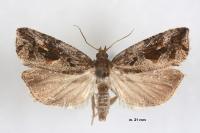 Endothenia quadrimaculana