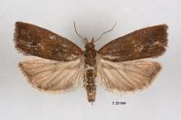 Endothenia quadrimaculana