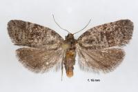 Neosphaleroptera nubilana