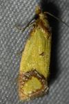 Agapeta zoegana