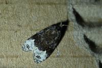 Apotomis capreana