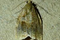 Archips rosana