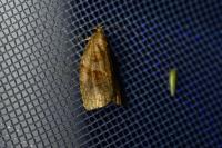 Archips