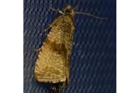 Celypha striana