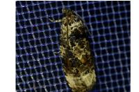 Endothenia gr. gentianaeana