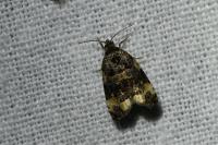 Endothenia